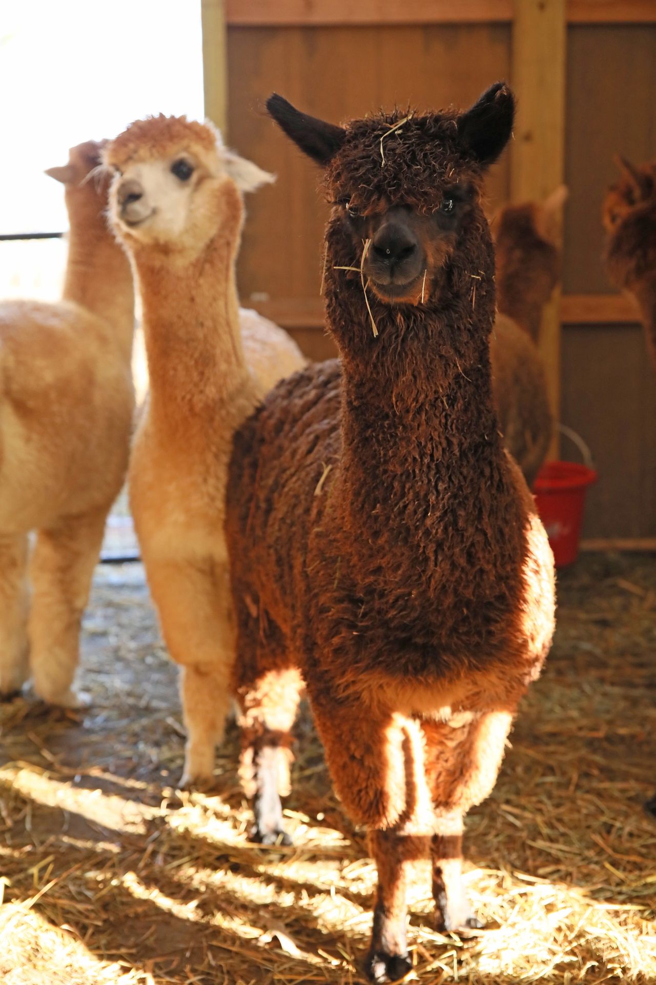 All About Alpacas